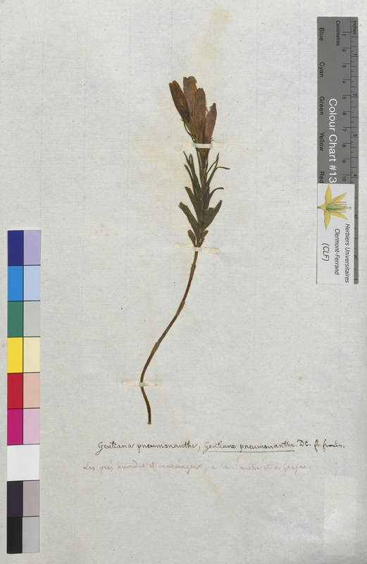 Gentiana pneumonanthe (Gentianaceae)