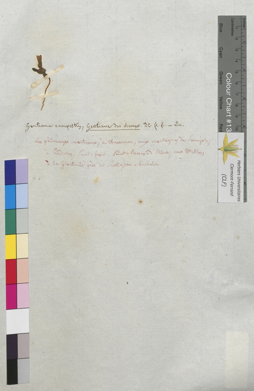 Gentiana campestris (Gentianaceae)