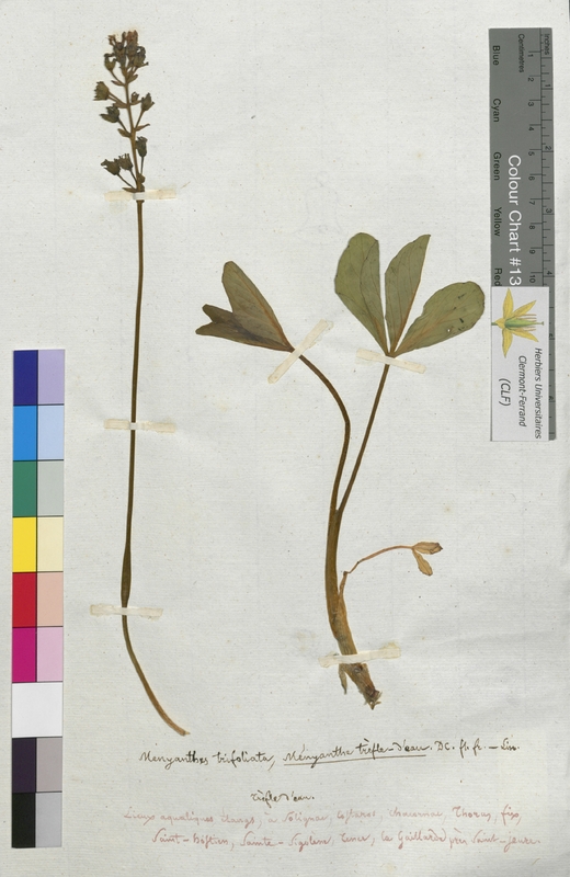 Menyanthes trifoliata (Menyanthaceae)