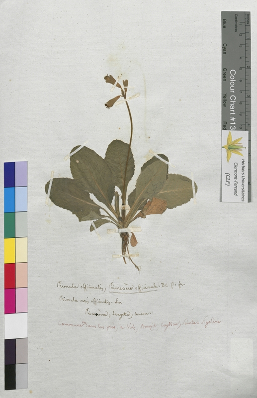 Primula officinalis (Primulaceae)