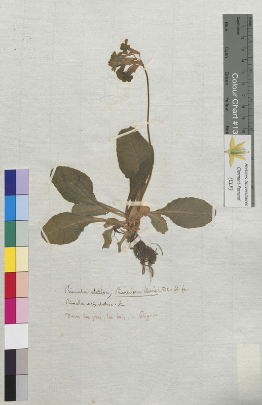 Primula elatior (Primulaceae)