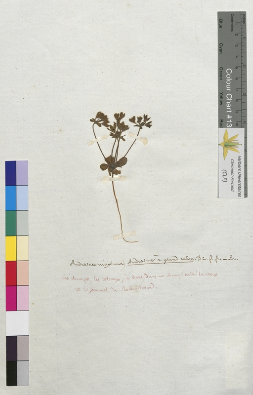 Androsace maxima (Primulaceae)