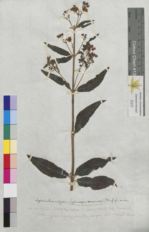 Lysimachia vulgaris (Primulaceae)