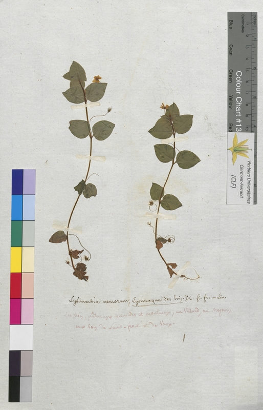 Lysimachia nemorum (Primulaceae)