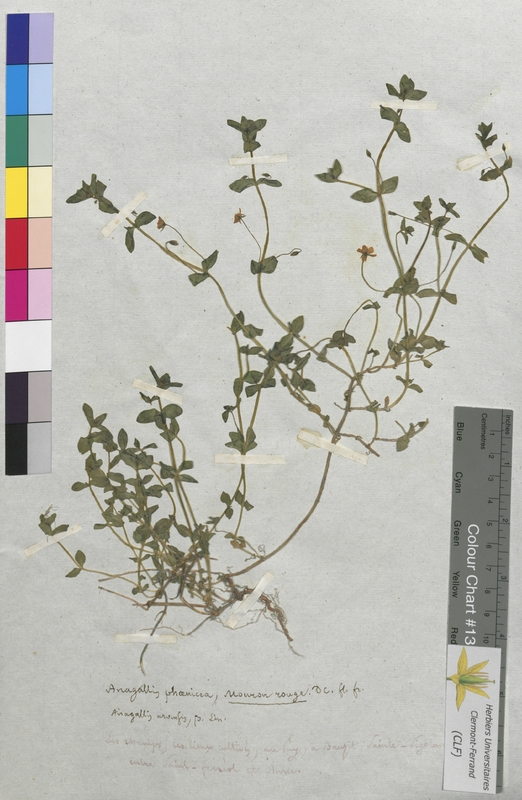 Anagallis phoenicea (Primulaceae)