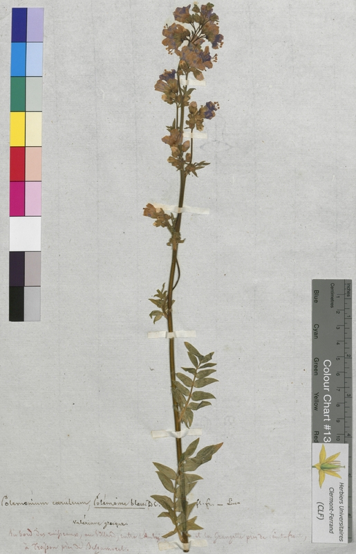 Polemonium caeruleum (Polemoniaceae)