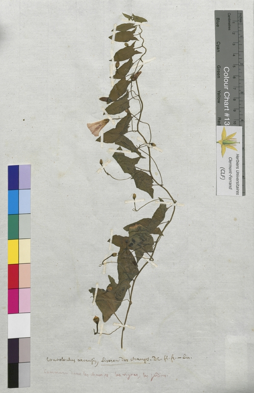 Convolvulus arvensis (Convolvulaceae)