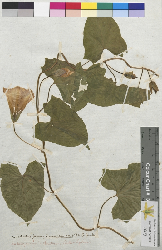 Convolvulus sepium (Convolvulaceae)