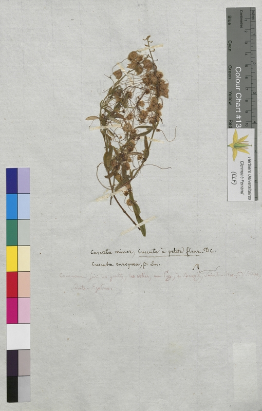 Cuscuta minor (Convolvulaceae)