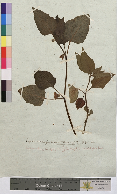 Physalis alkekengi (Solanaceae)