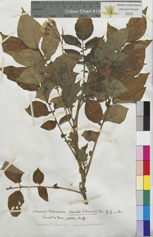 Solanum tuberosum (Solanaceae)
