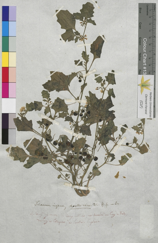 Solanum nigrum (Solanaceae)