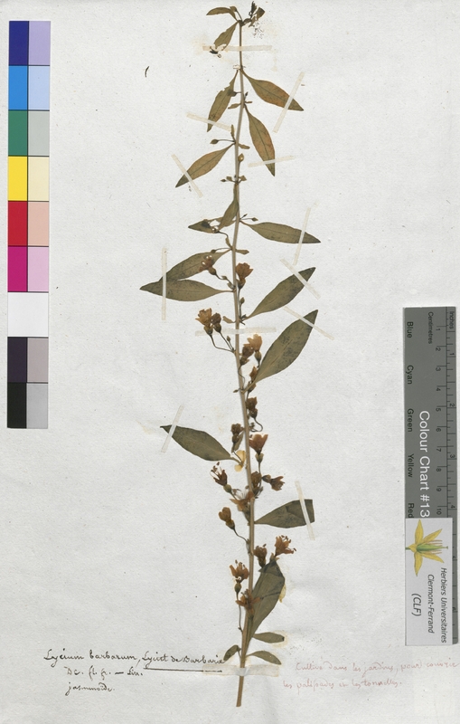 Lycium barbarum (Solanaceae)