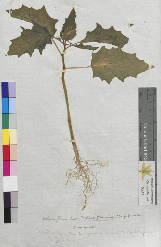Datura stramonium (Solanaceae)