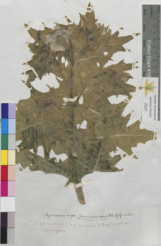 Hyoscyamus niger (Solanaceae)