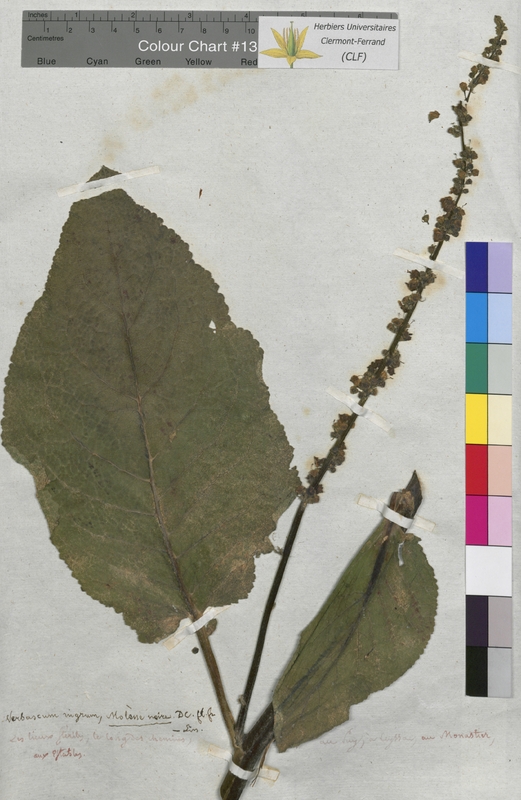 Verbascum nigrum (Scrophulariaceae)