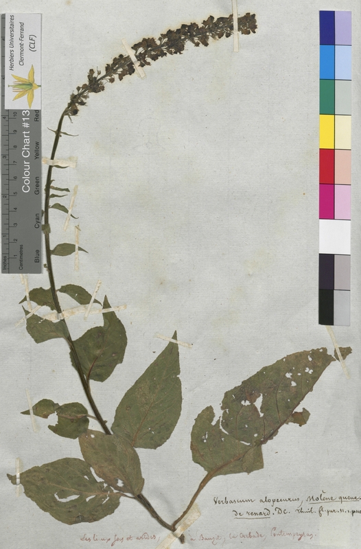 Verbascum alopecurus (Scrophulariaceae)