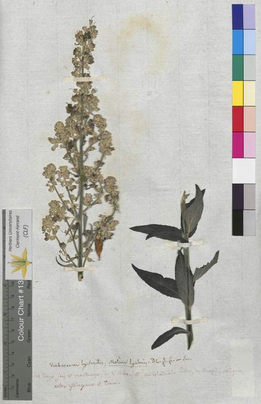 Verbascum lychnitis (Scrophulariaceae)