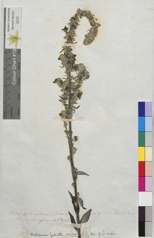 Verbascum lychnitis (Scrophulariaceae)
