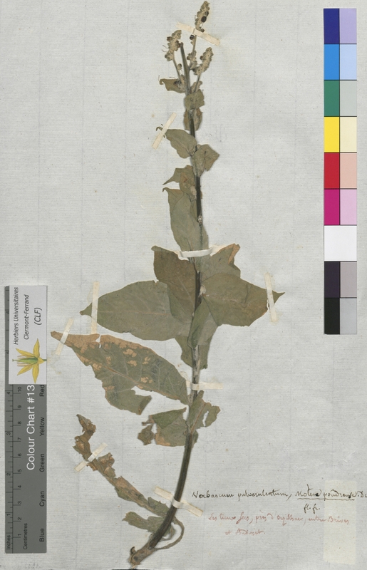 Verbascum pulverulentum (Scrophulariaceae)