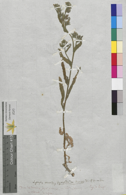 Lycopsis arvensis (Boraginaceae)