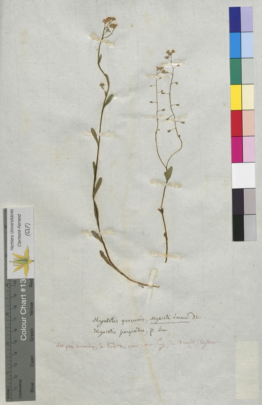 Myosotis perennis (Boraginaceae)