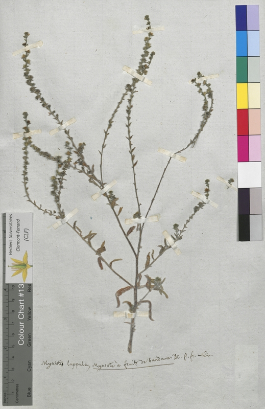 Myosotis lappula (Boraginaceae)