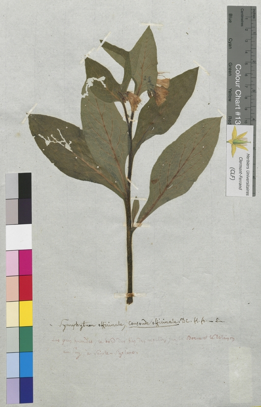 Symphytum officinale (Boraginaceae)