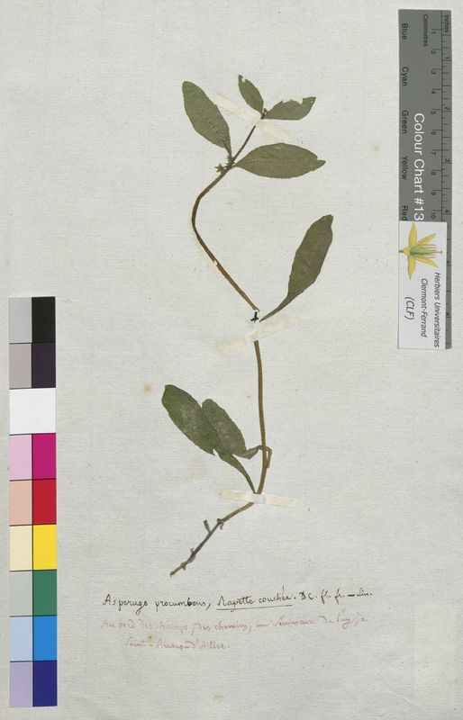 Asperugo procumbens (Boraginaceae)