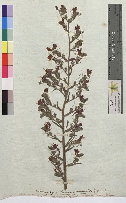 Echium vulgare (Boraginaceae)