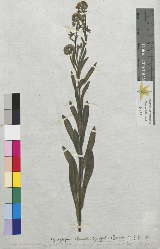 Cynoglossum officinale (Boraginaceae)
