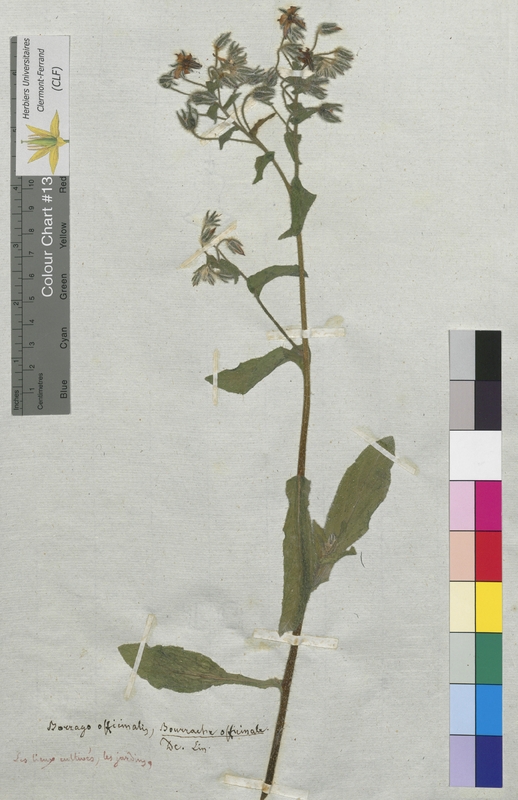 Borago officinalis (Boraginaceae)