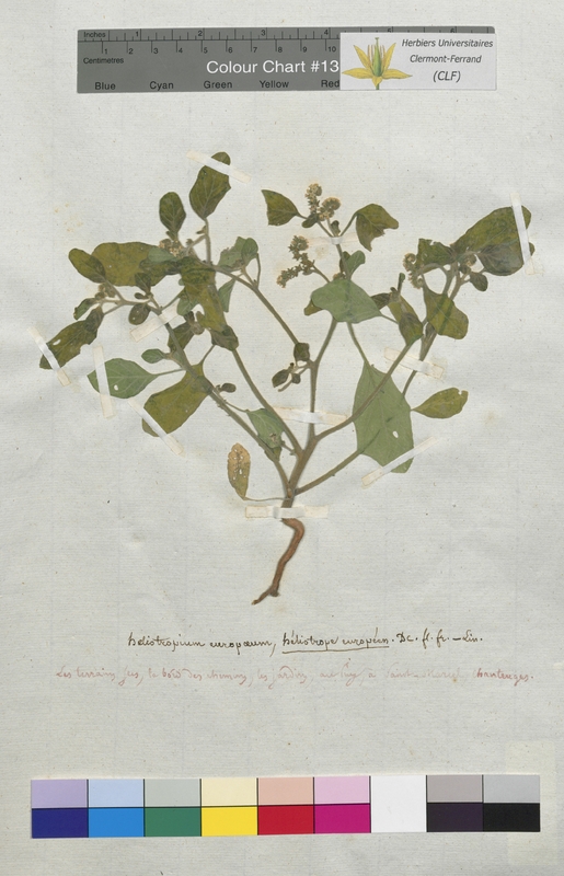 Heliotropium europaeum (Boraginaceae)