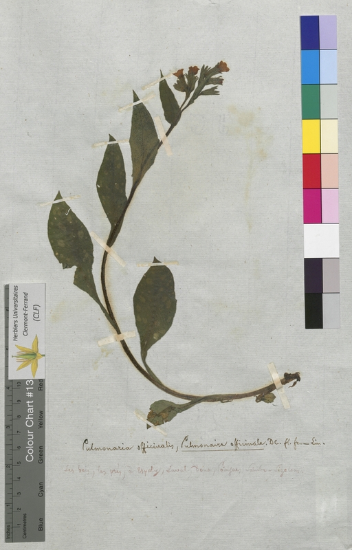 Pulmonaria officinalis (Boraginaceae)