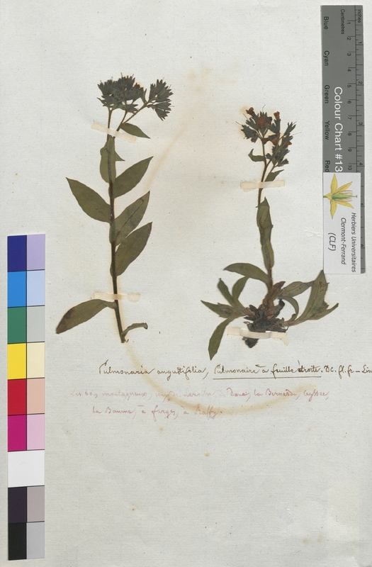 Pulmonaria angustifolia (Boraginaceae)