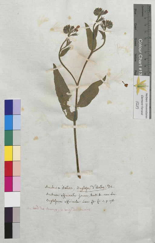 Anchusa italica (Boraginaceae)