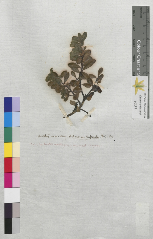 Arbutus uva-ursi (Ericaceae)