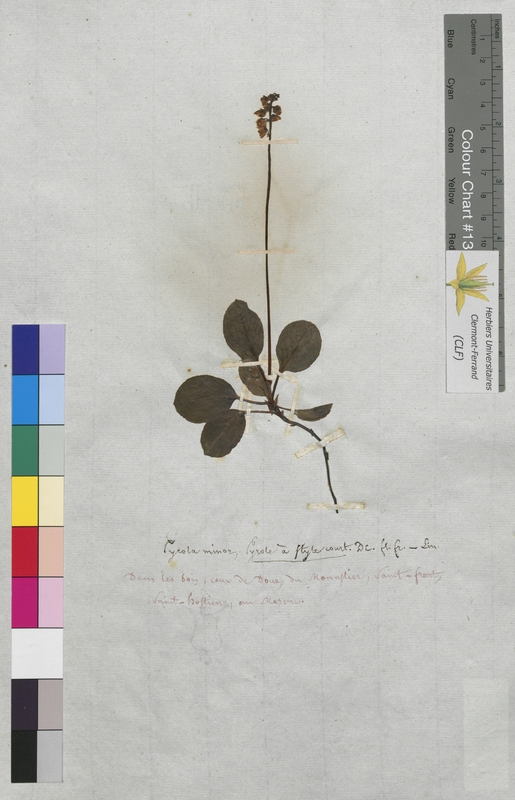 Pyrola minor (Ericaceae)