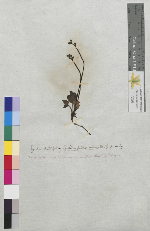 Pyrola rotundifolia (Ericaceae)