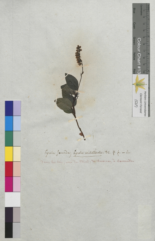 Pyrola secunda (Ericaceae)