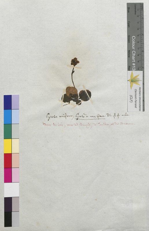 Pyrola uniflora (Ericaceae)