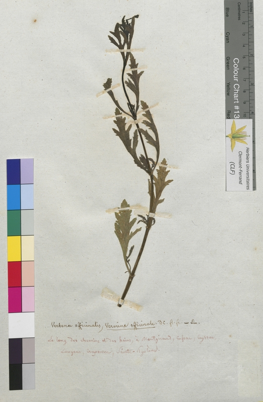 Verbena officinalis (Verbenaceae)