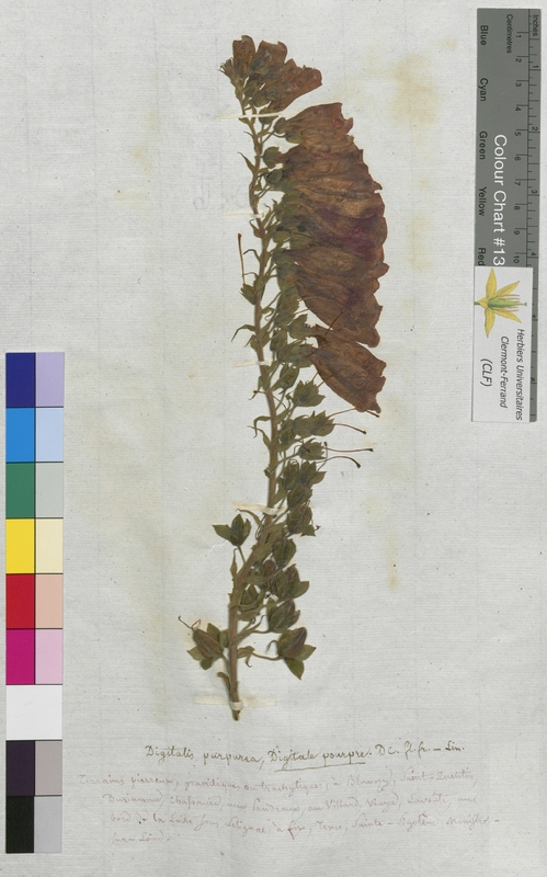 Digitalis purpurea (Scrophulariaceae)