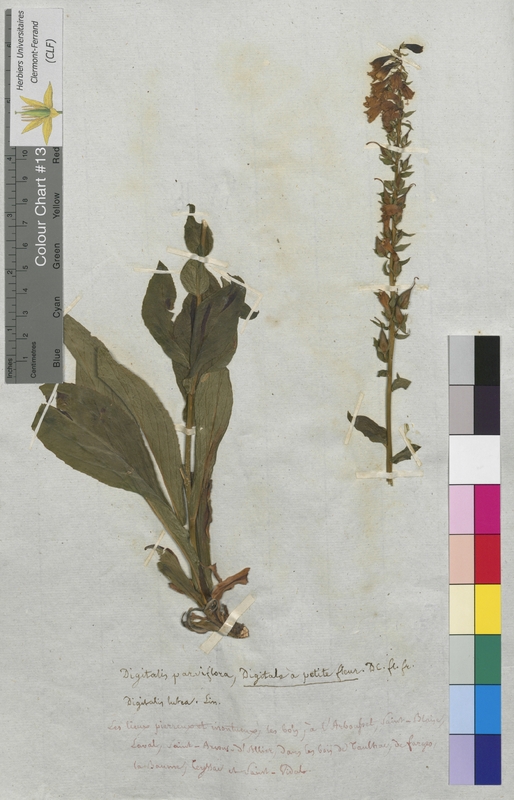 Digitalis parviflora (Scrophulariaceae)