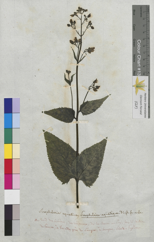Scrophularia aquatica (Scrophulariaceae)