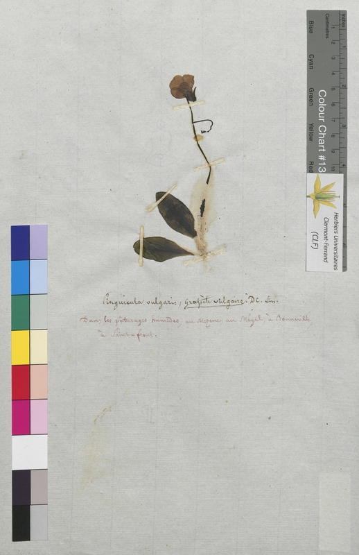 Pinguicula vulgaris (Lentibulariaceae)