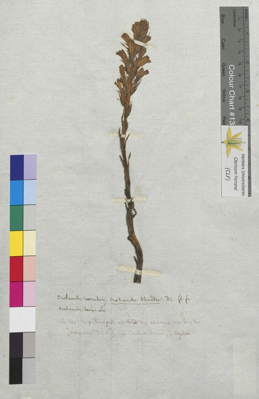 Orobanche caerulea (Orobanchaceae)