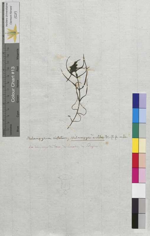 Melampyrum cristatum (Scrophulariaceae)