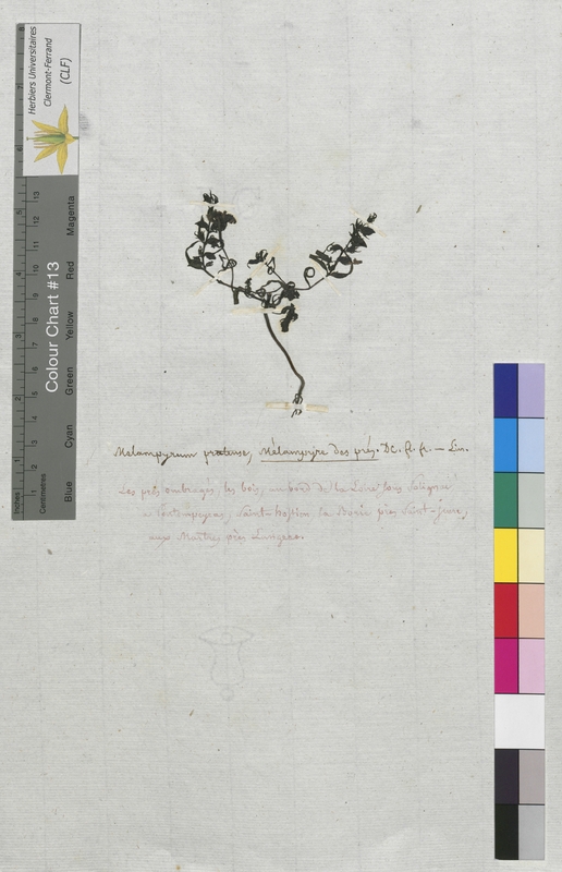 Melampyrum pratense (Scrophulariaceae)