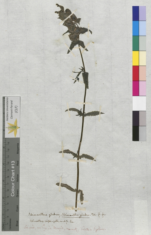 Rhinanthus glaber (Scrophulariaceae)
